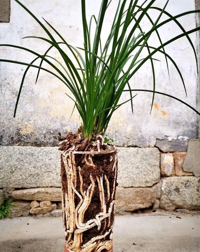 蕙兰种植怎么配植料?这两种可以参考,效果真不错