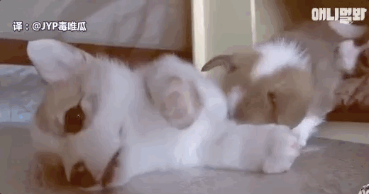 看着这么可爱的孩子,柯基妈妈可是开心坏了,心想着就能亲手抚育这几个