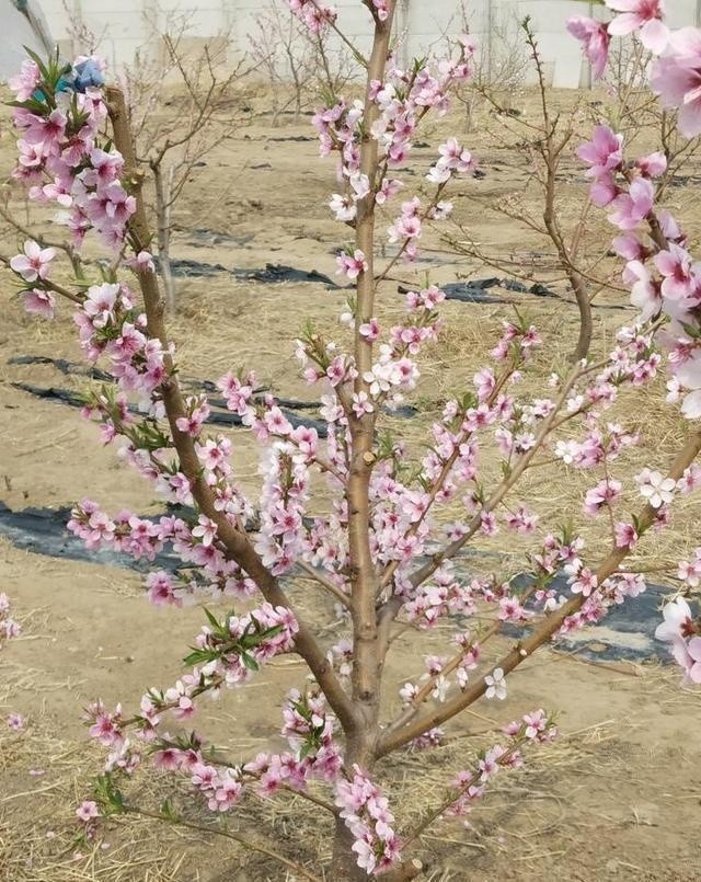 桃花,桃树,春风