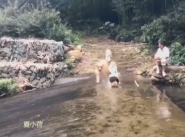 搞笑gif趣图:伴娘集体发疯了,唯有新娘子还保持矜持!