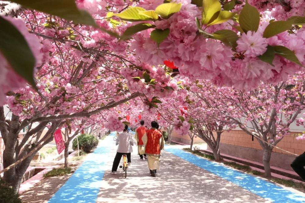 樱花小镇,樱花,村庄,莱阳市