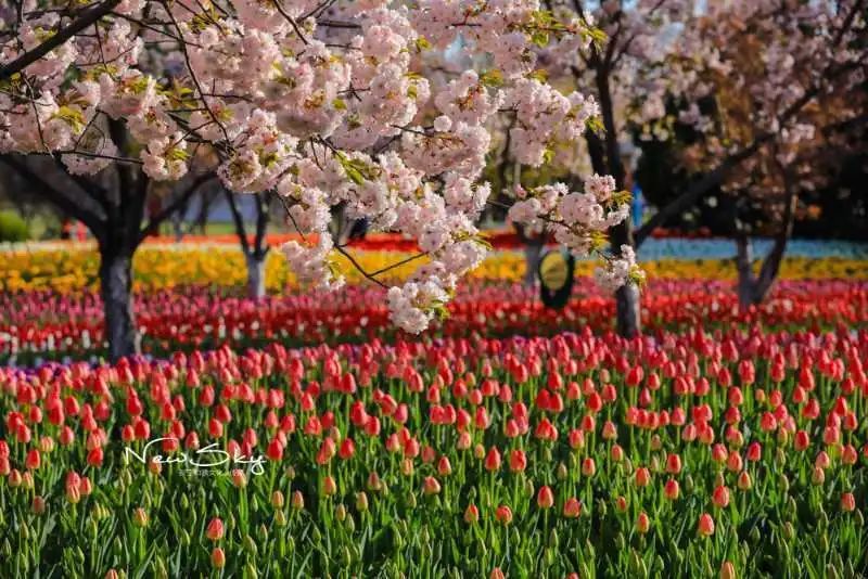 天地广场栽植的郁金香花主要颜色有红,黄,紫,还有人工合成色——红黄