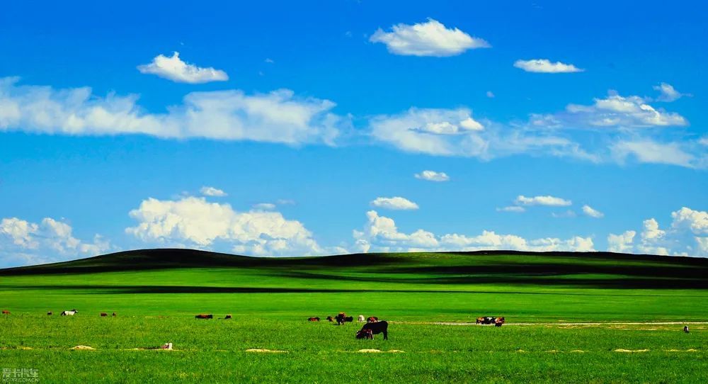 走过中国最美大草原,看风吹草低见牛羊的浪漫,最壮阔的北国风光全在