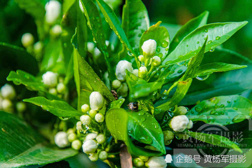 春雨中娇美绽放的花朵,赣州人喜欢的赣南脐橙花,清新迷人很美丽