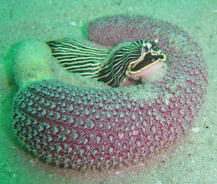 十种最怪异的海洋生物