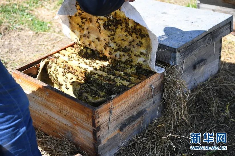 4月22日,新疆黑蜂育种工作站内,工作人员正在进行实验.