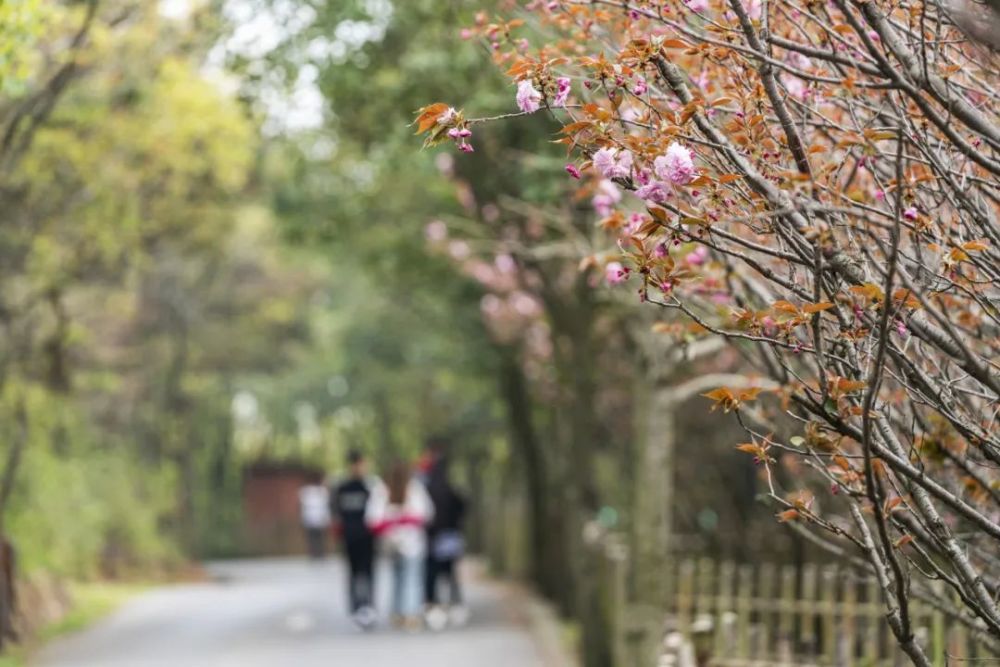 穹窿山,樱花