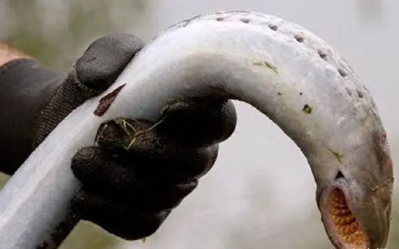 闻所未闻,确实真实存在的,今天就给大家盘点一下世界上5种恐怖的生物