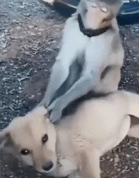 壁纸 动物 狗 狗狗 200_255 gif 动态图 动图