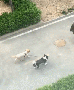狗狗,边牧,鸭子,麻雀,狗粮