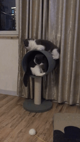 真是猜不透猫主子的心思,看喵星人的那些迷之行为