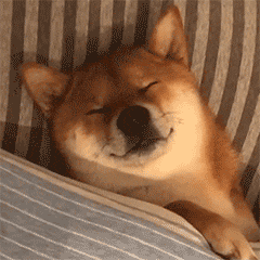 【表情特辑】柴犬狗狗系列