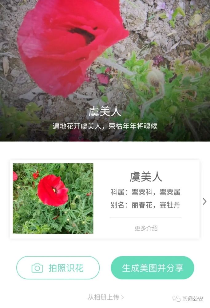 罂粟,虞美人