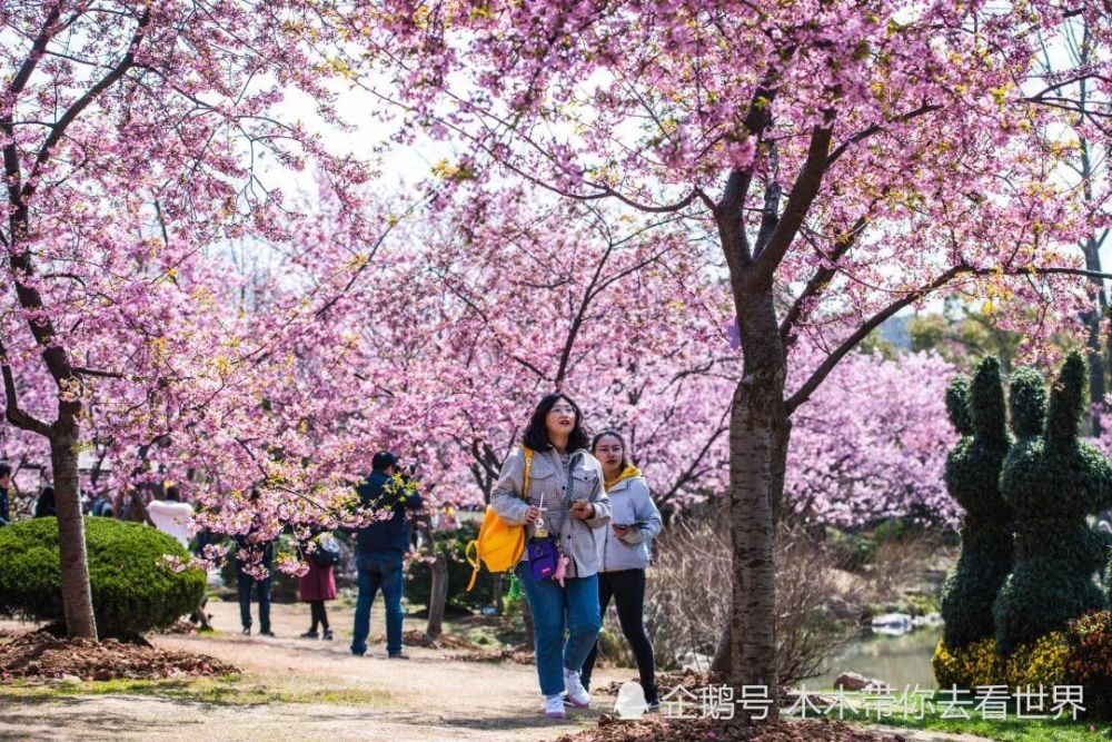 江苏最佳赏樱胜地,号称"樱花中的大熊猫",典雅精致,古朴纯净