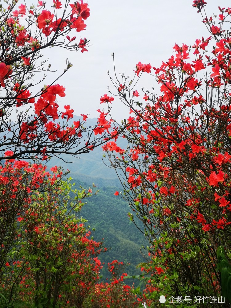 广寒寨,杜鹃花,萍乡,江西