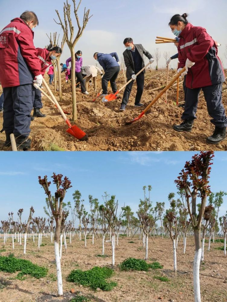 鱼梁洲参加援襄医疗队纪念林植树活动(新华社发 杨东 摄,无人机照片)