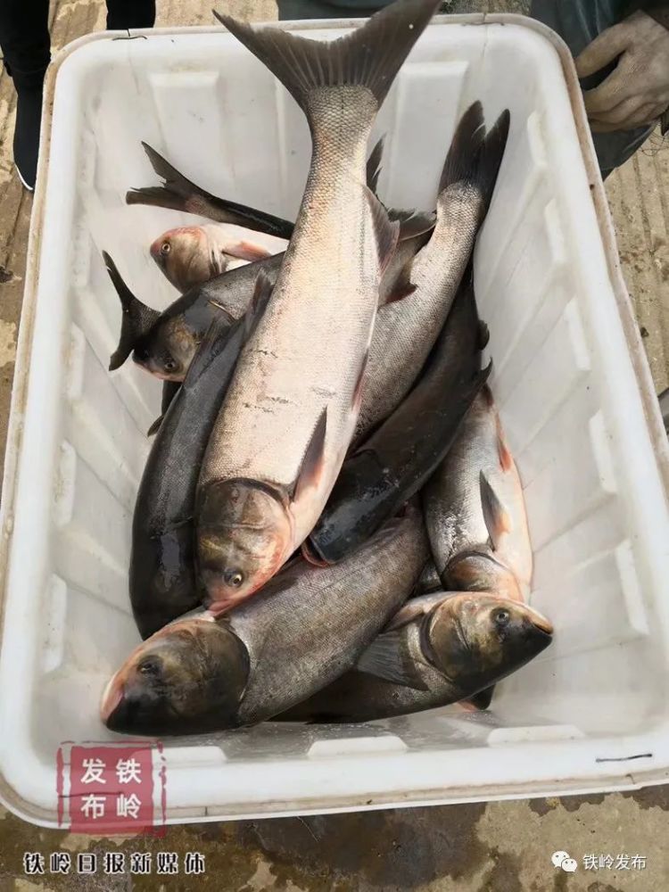 柴河水库今春第一网捕捞6500余斤"开河鱼"