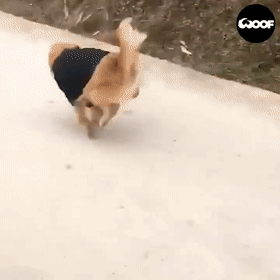 狗狗,铲屎官,遛狗,小短腿