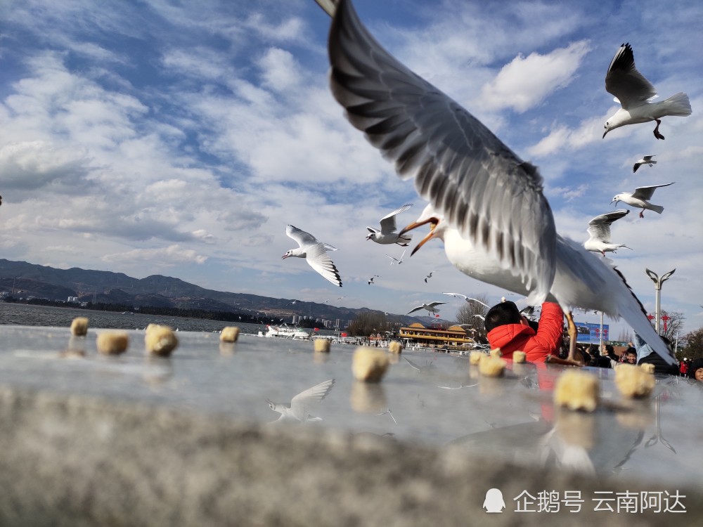 云南昆明海埂大坝的小精灵—海鸥,美丽昆明的打卡点之