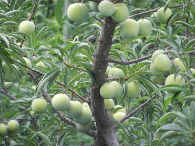 庭院种棵李子树,第二年挂满李子果,寓意好味道酸甜可口