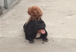 罗志祥,泰迪,狗狗,铲屎官