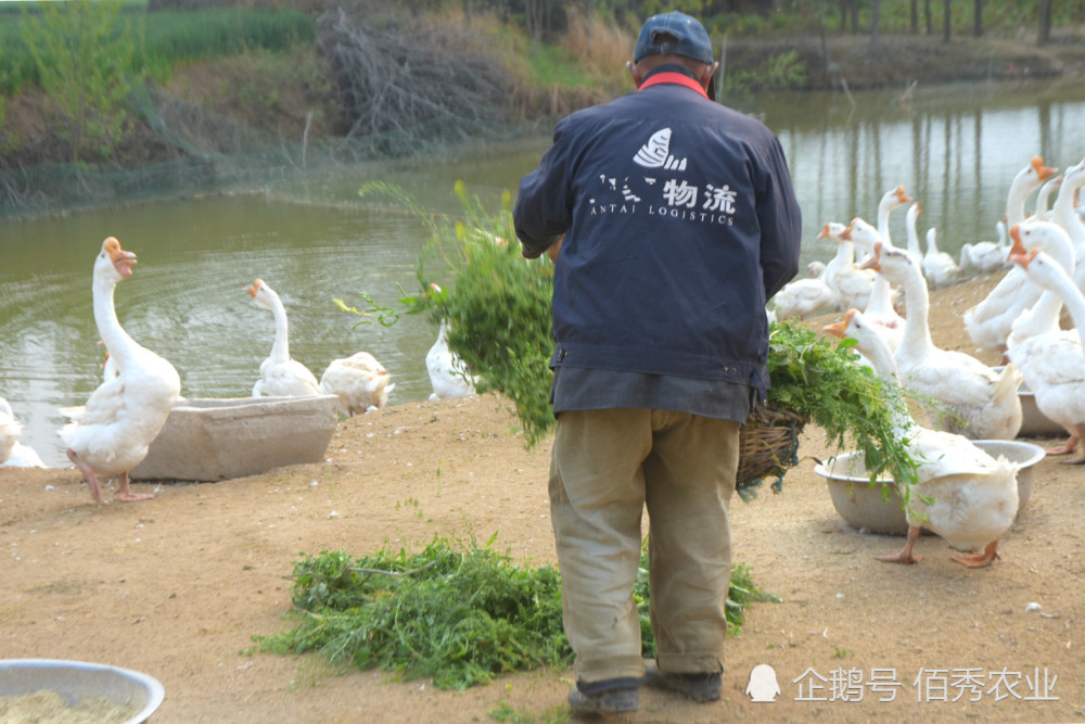 农村老人养殖大白鹅,每天割青草作饲料,6元一枚的鹅蛋