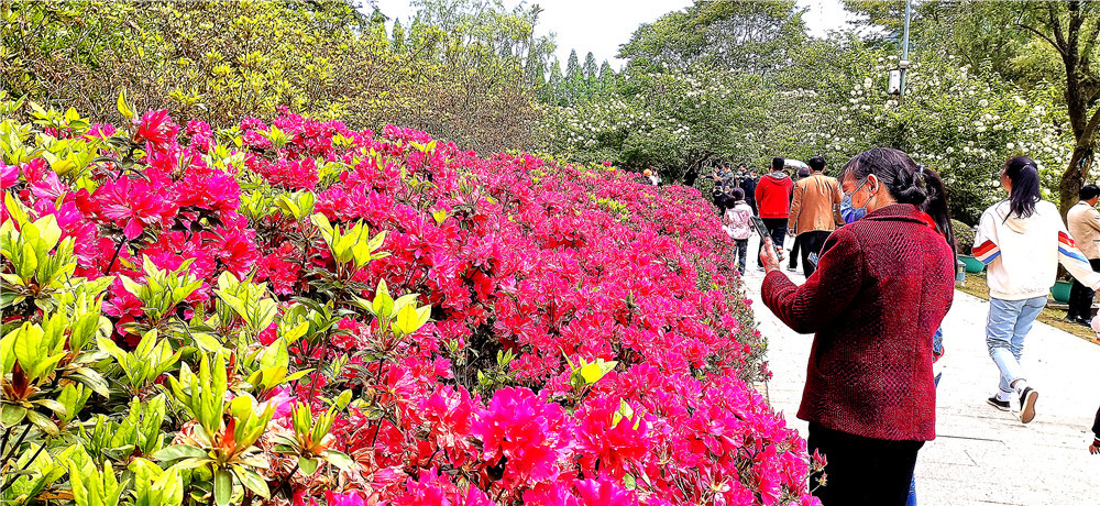 吉安视觉:踏青赏花好去处 茨坪挹翠湖公园风景如画