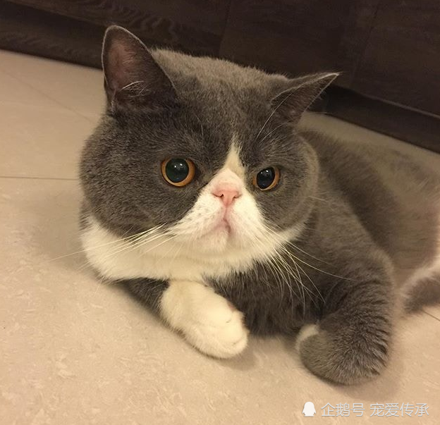 异国短毛猫,法国斗牛犬,猫咪,美国短毛猫