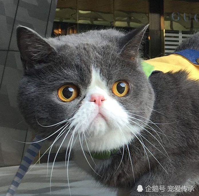 异国短毛猫,法国斗牛犬,猫咪,美国短毛猫
