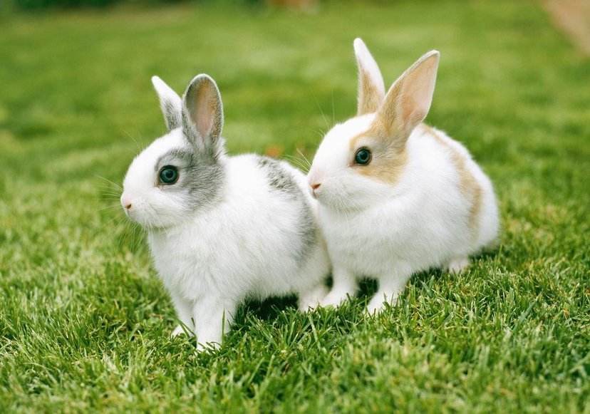 小兔子那么可爱,你知道怎么让它健康长大吗?