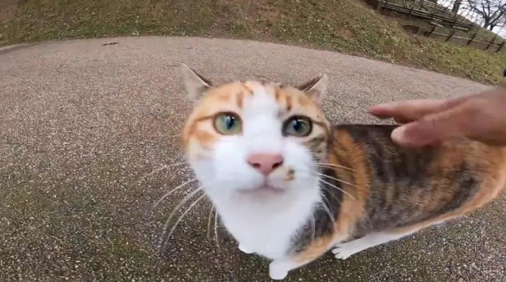 岛国小哥散步时,被一只可爱又黏人的三花猫赖上,快带回家啊