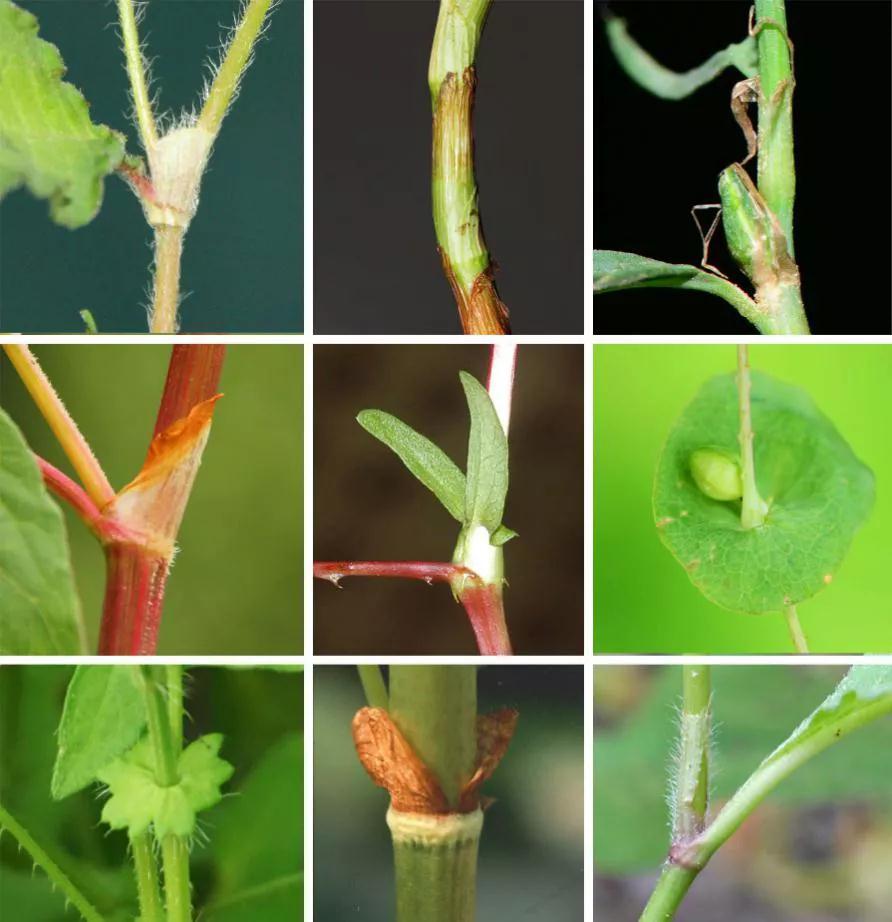 蓼科植物的托叶鞘,形态多样 图片来源:中国野生植物保护协会公众号