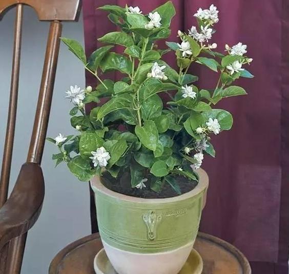 4月养茉莉花,该如何利用好生长黄金期?抓牢3点砰砰开花