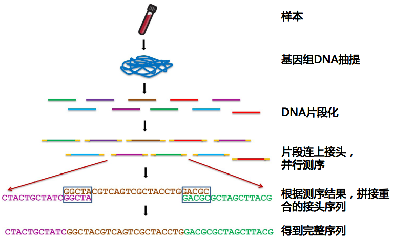 ngs原理:全基因组深度测序