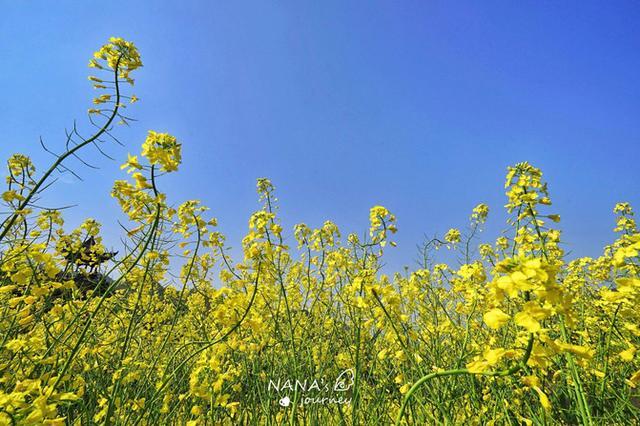 隐藏在安徽石台山谷中的油菜花,用3d效果呈现花海之美