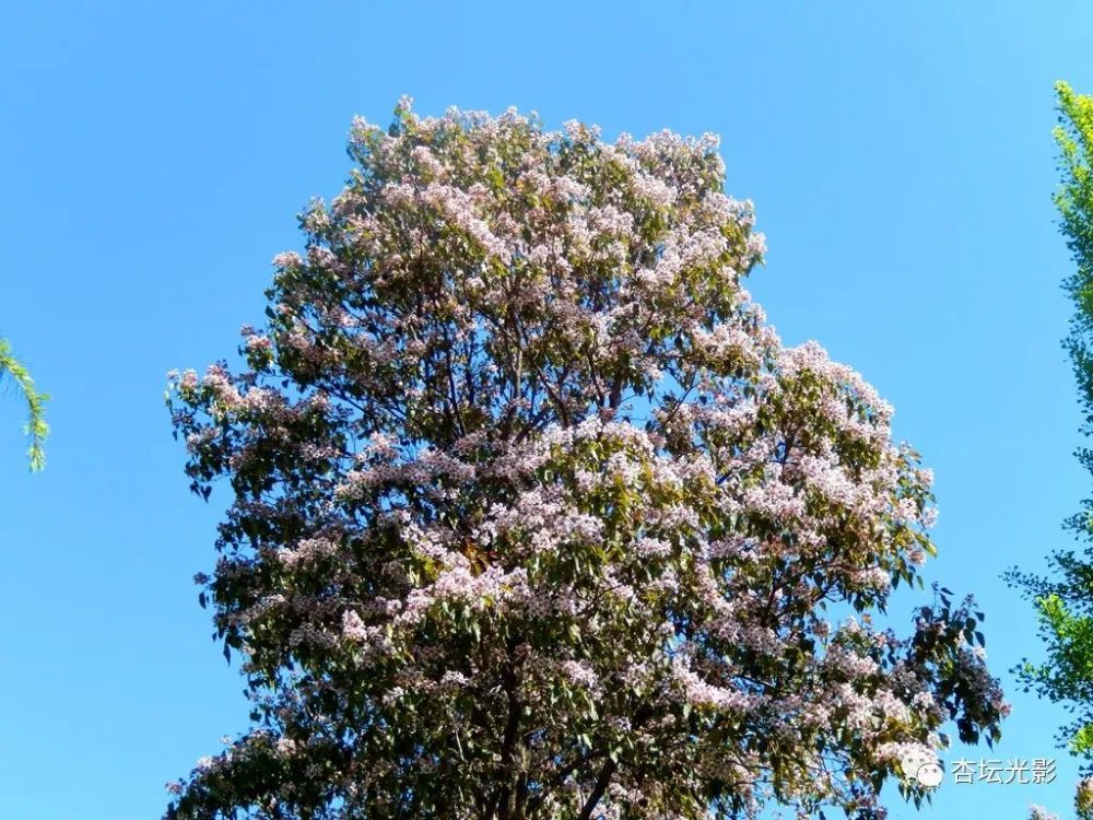 泰山学院:楸树花开