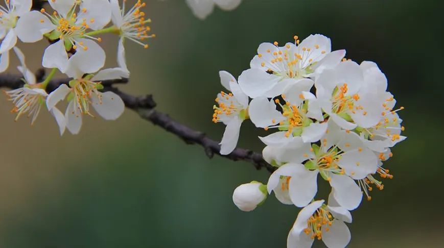 桃花,杏花,梨花