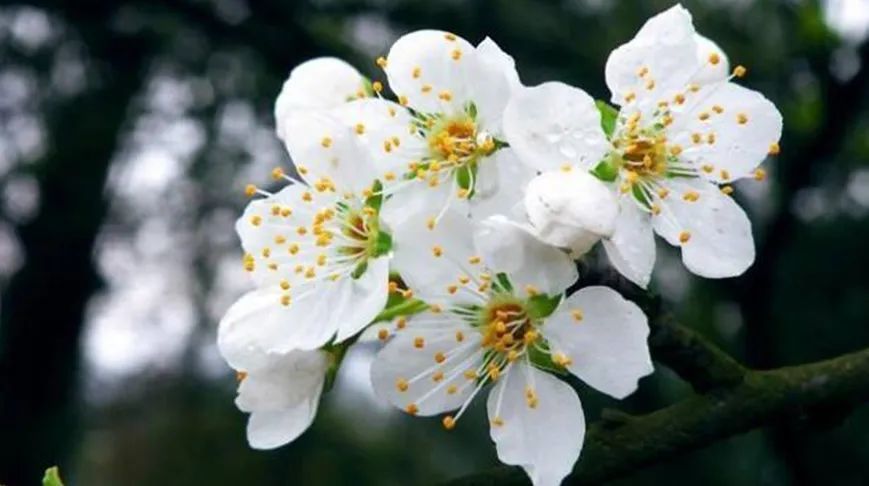 《本草纲目》载:"梨花可去面黑粉滓" 梨花的花语含义代表着 纯真,唯美