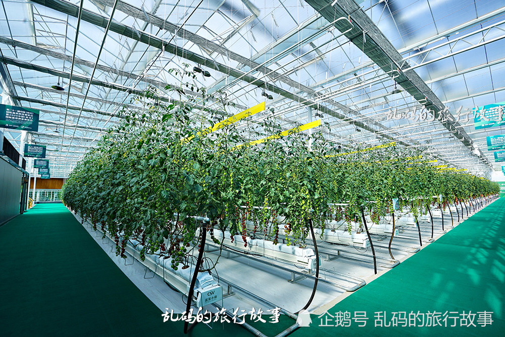 山东,寿光,蔬菜小镇,潍坊,蔬菜