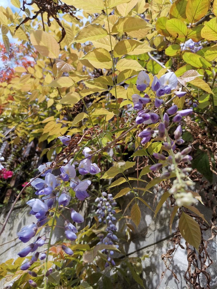 峨眉山野生药材系列——紫藤花