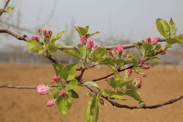 春天的故事从满