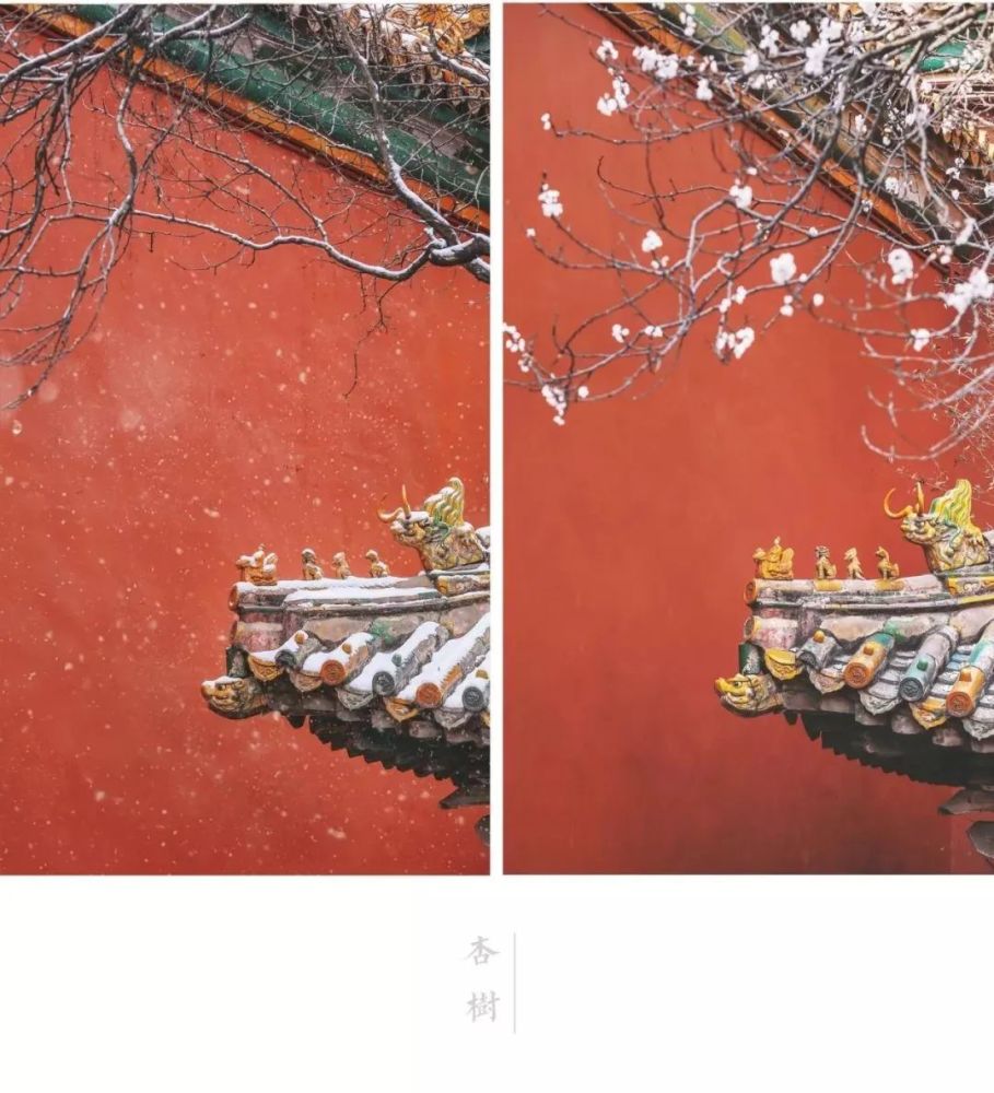 那些刷屏的故宫照片,原来是她拍的,太美了