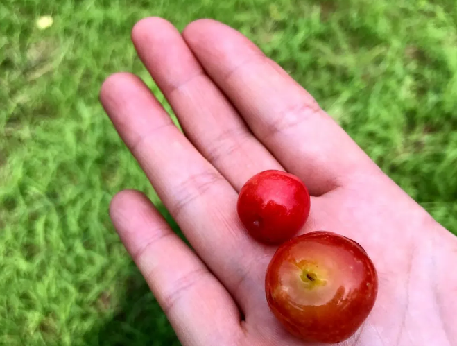 快来接听视频电话约起来~ 这个五一小长假,来樱桃沟 赴约春日樱桃野炊