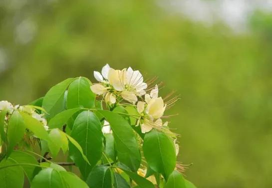 暮春时节,邂逅最美的晚春诗词