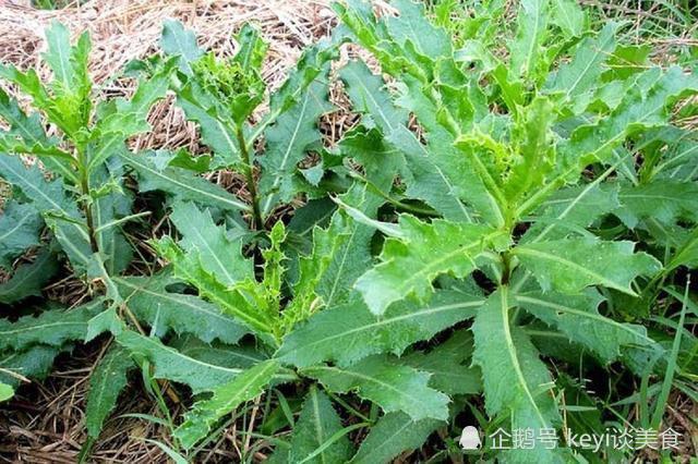 把春天吃进肚子里,春天最有"味道"的3种野菜,最后一种