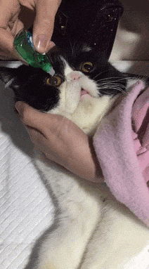 猫:陪你一起沙雕 这就是生活的意义 太开心了 4.差点以为这个是假猫