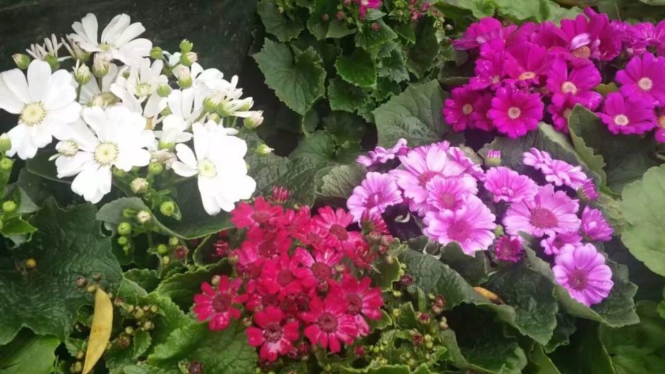 读花艺素材大全 赏百花艺术世界