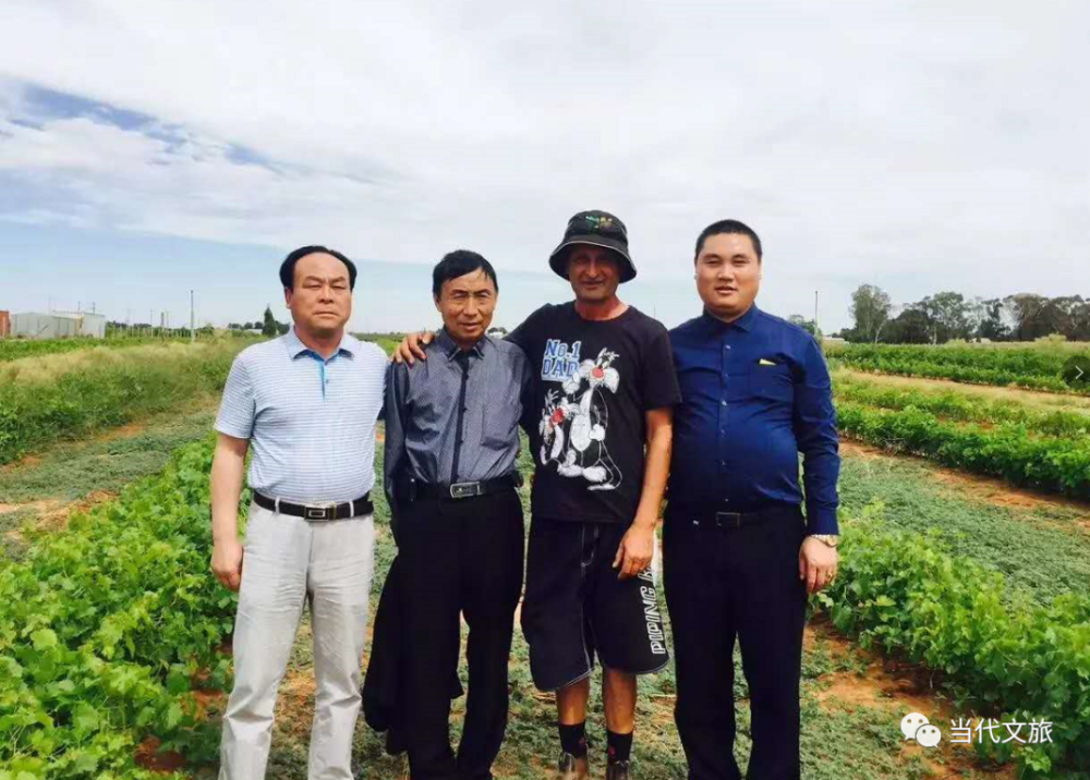 紫玉无核葡萄,花青素,葡萄,张明洪,金牛镇,柑橘