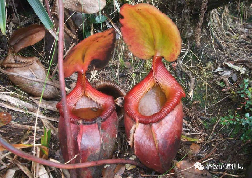 猪笼草是"坐便器"?或许你对植物的智慧一无所知