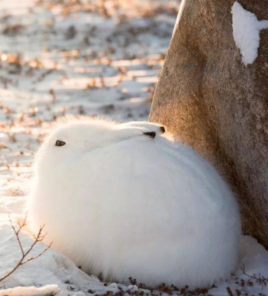 圆滚滚的大长腿——北极兔,快来看过长着大长腿的雪团